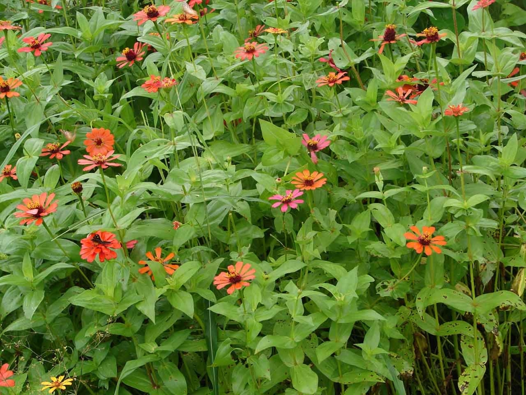 Foto de Porosal, Costa Rica