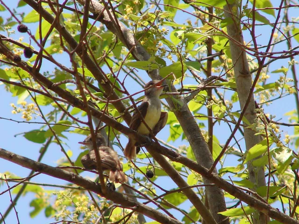 Foto de Sardinal, Costa Rica