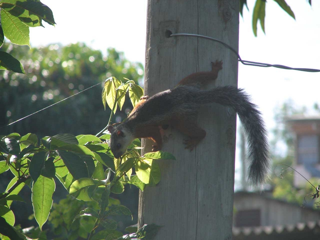 Foto de Caldera, Costa Rica