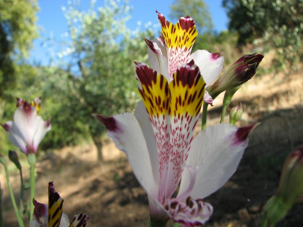 Foto de Curacaví, Chile
