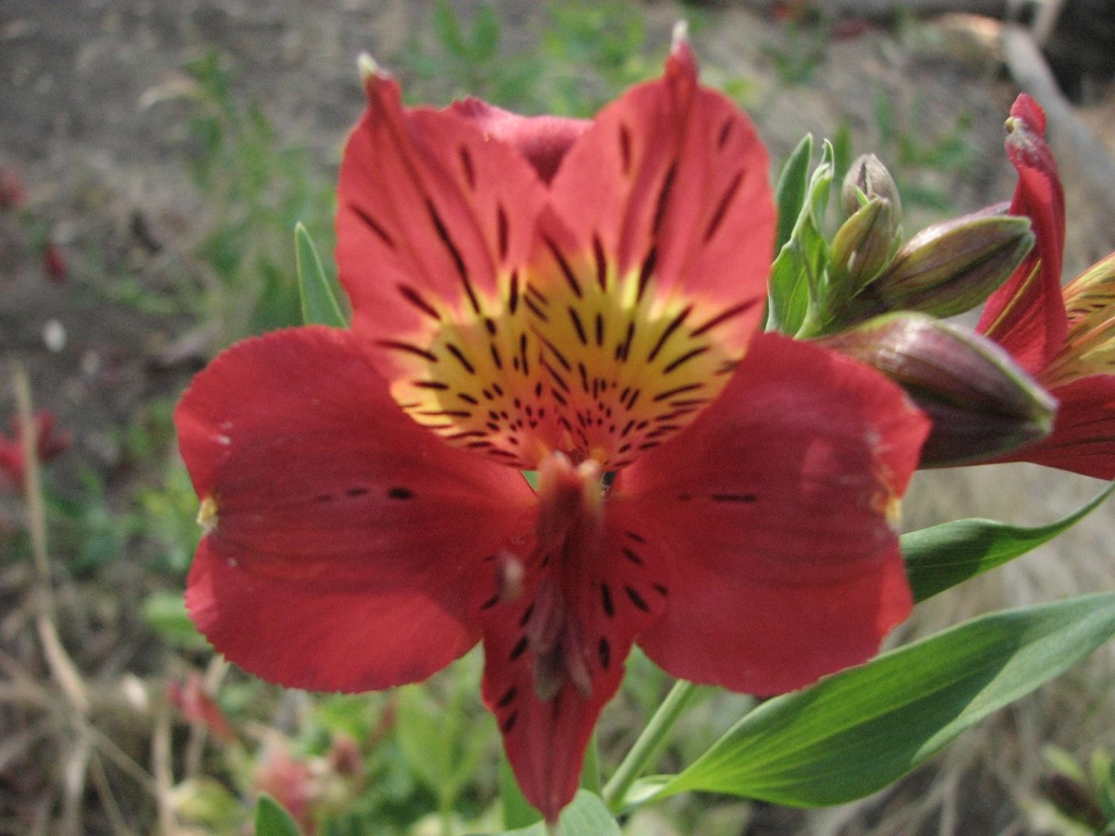 Foto de Curacaví, Chile