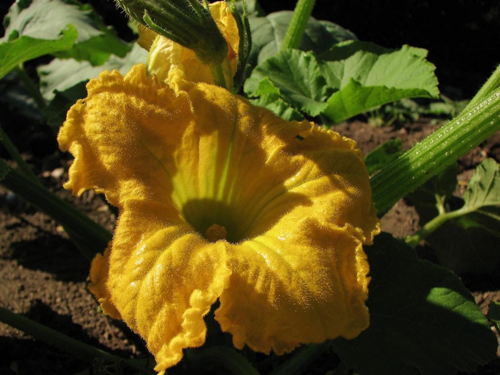 Foto de Curacaví, Chile