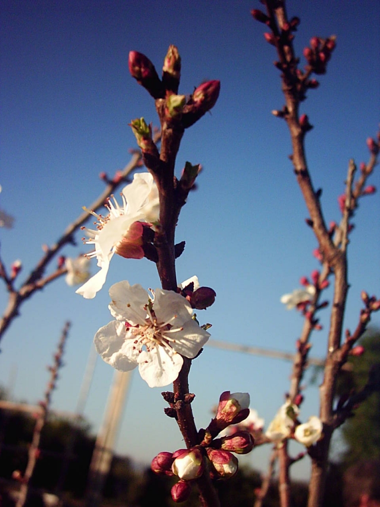 Foto de Málaga (Andalucía), España