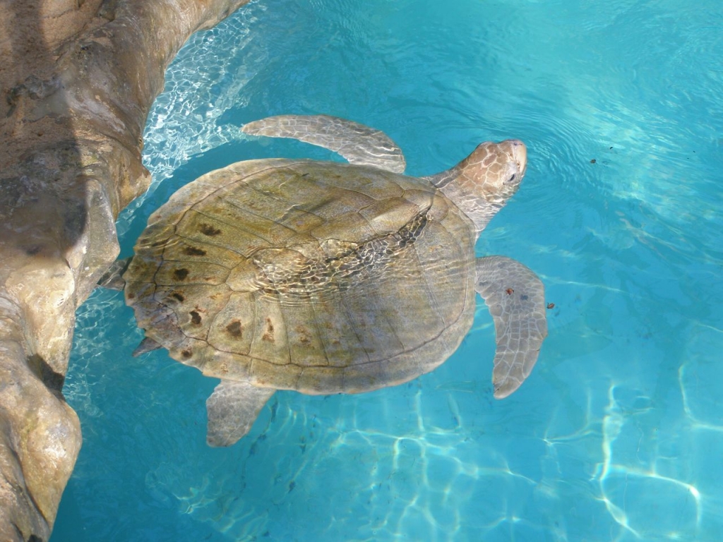 Foto de Praia do Forte (Salvador de Bahia), Brasil