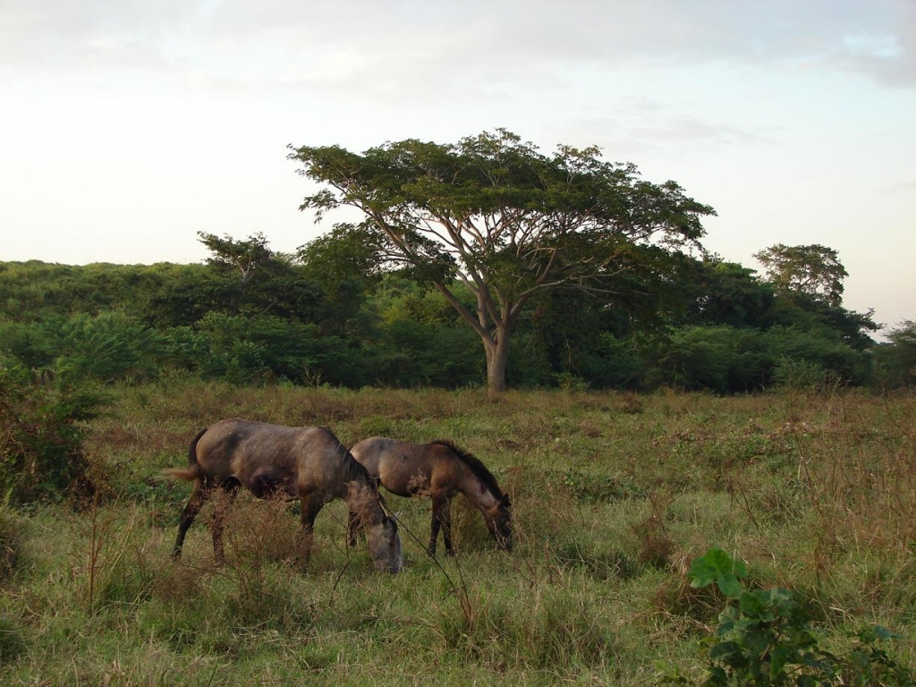Foto de Aragua de Barcelona - Anzoategui, Venezuela