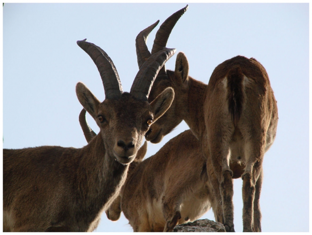 Foto de Antequera (Málaga), España
