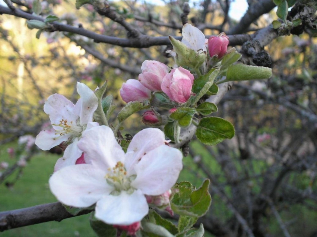 Foto de Valdecabras (Cuenca), España