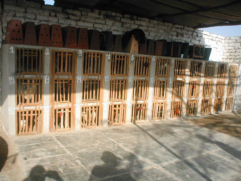 Foto de Llamipe - Chiquitoy, Perú