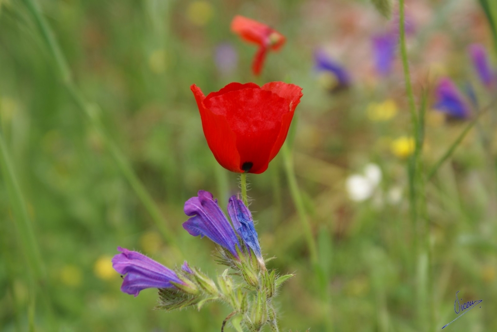 Foto de Ayna (Albacete), España