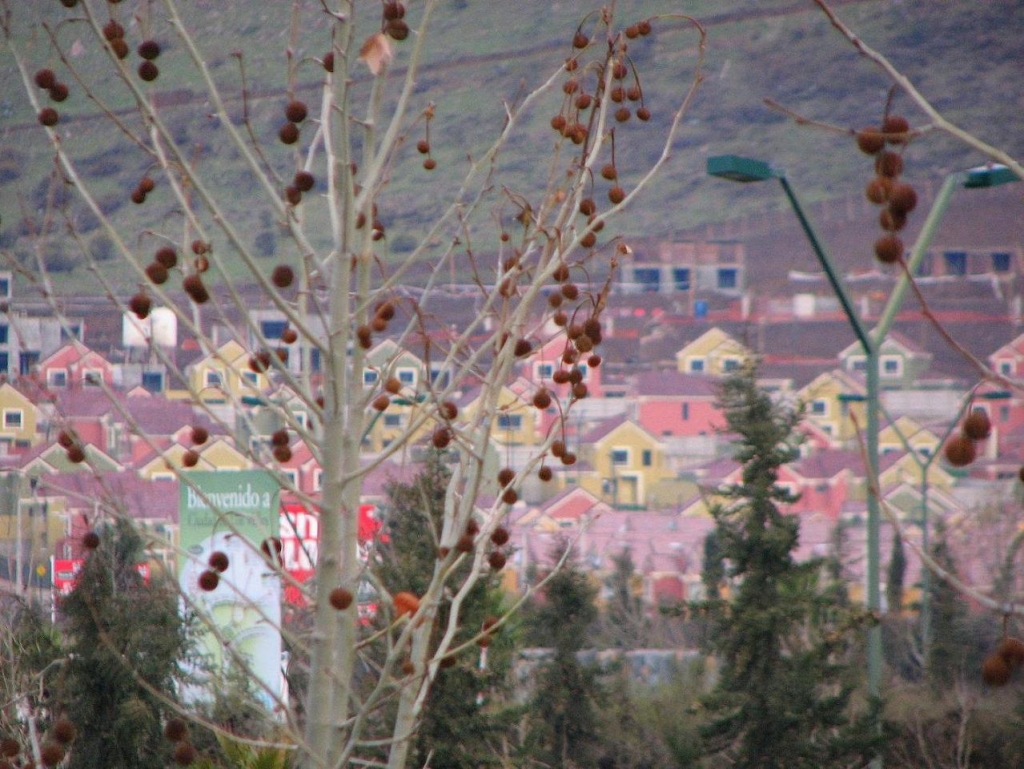 Foto de Lomas de lo Aguirre, Chile