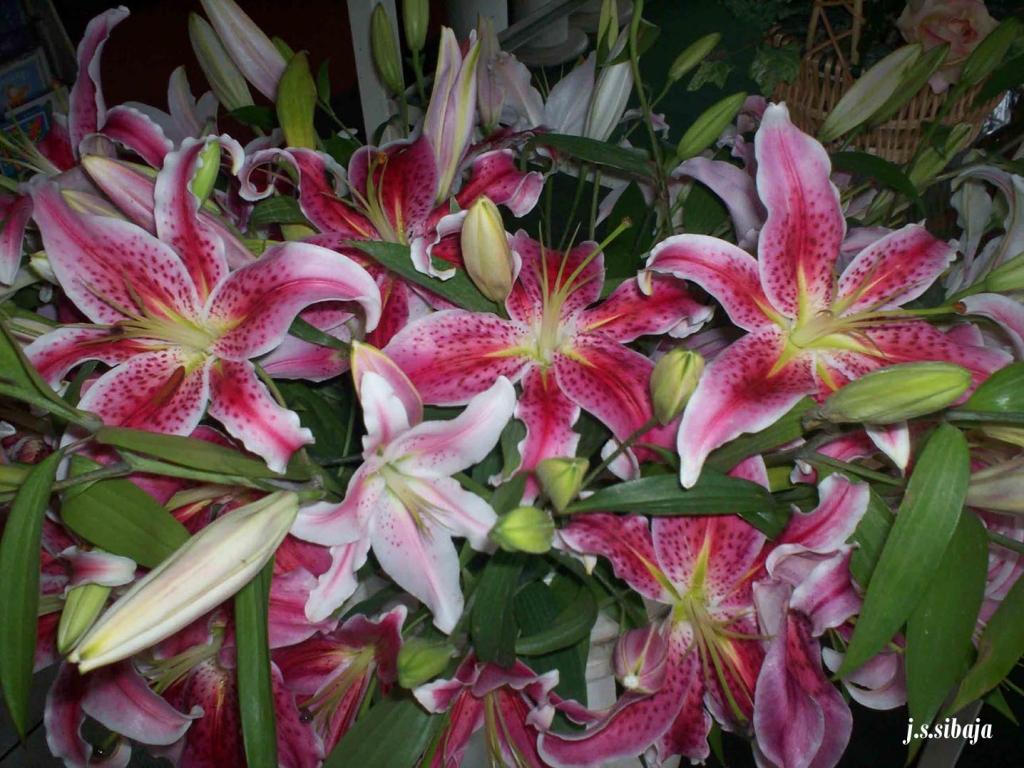 Foto de Alajuela, Costa Rica