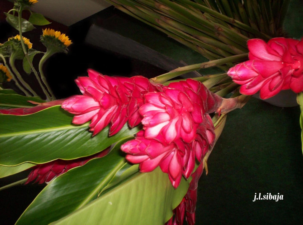 Foto de Alajuela, Costa Rica