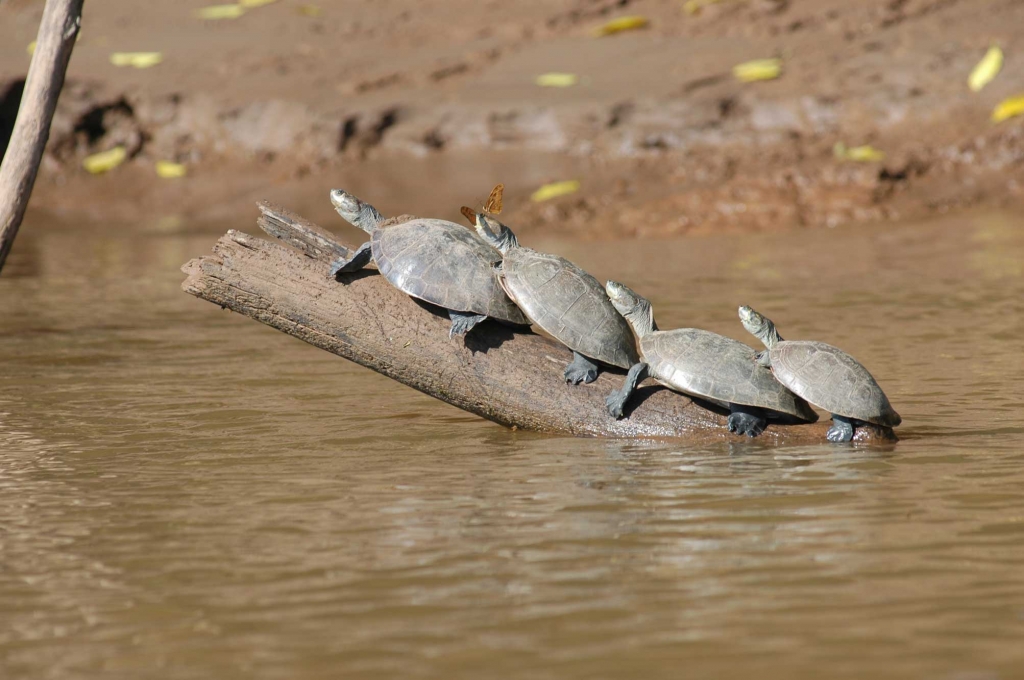 Foto de Maldonado, Perú