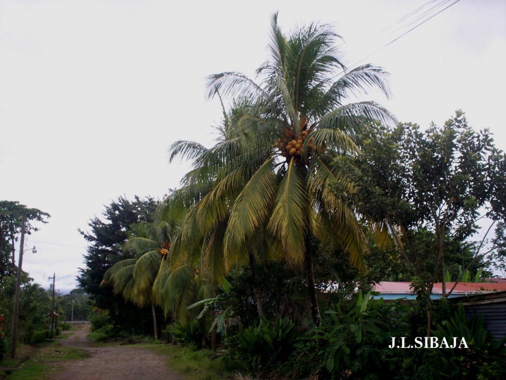 Foto de Los Chiles - Alajuela, Costa Rica