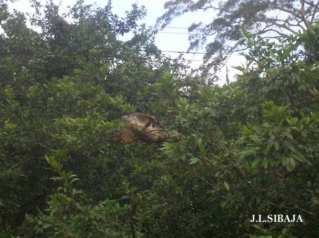 Foto de Los Chiles - Alajuela, Costa Rica