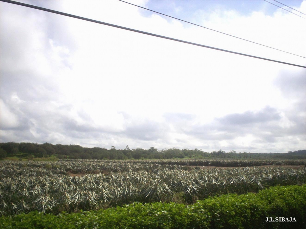 Foto de Los Chiles de Alajuela, Costa Rica