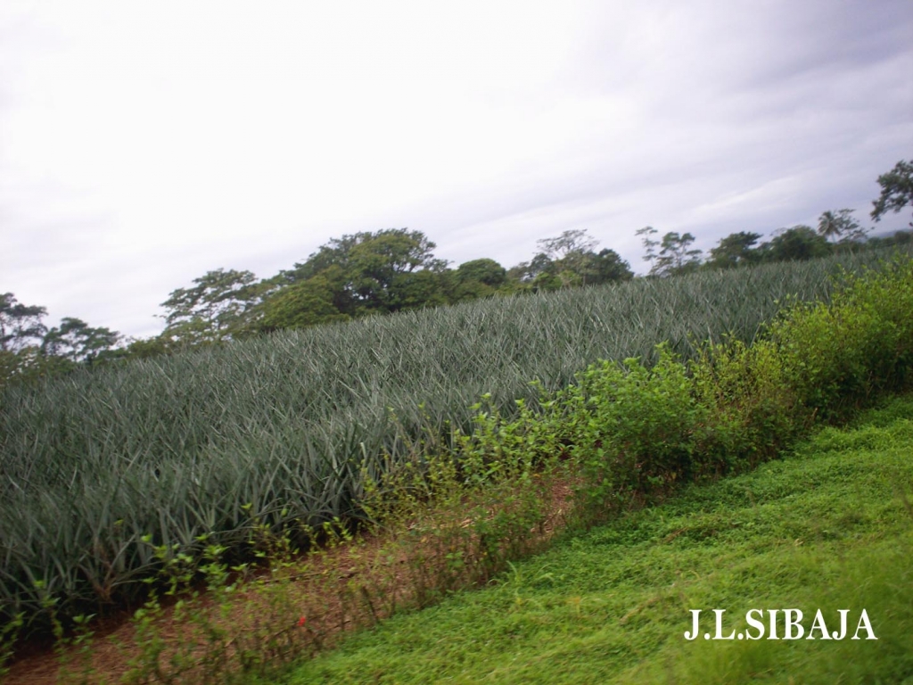 Foto de Los Chiles de Alajuela, Costa Rica