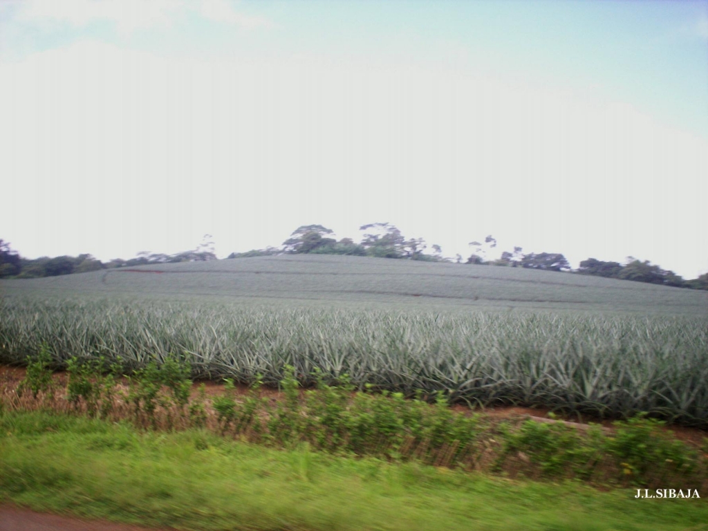 Foto de Los Chiles de Alajuela, Costa Rica