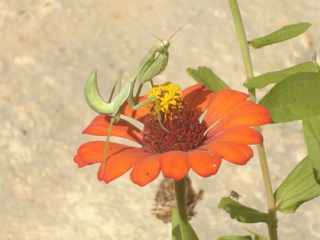 Foto de El Mene (Edo. Falcon), Venezuela