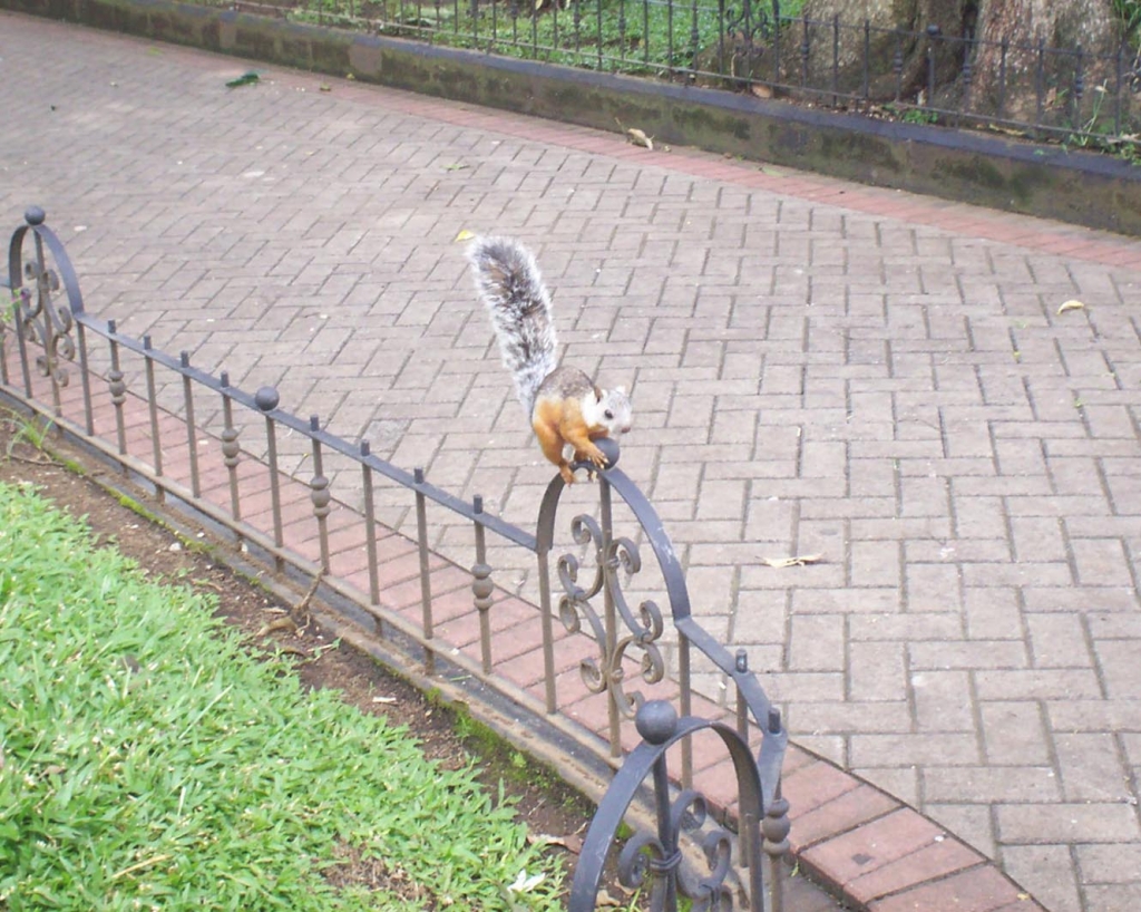 Foto de Alajuela, Costa Rica