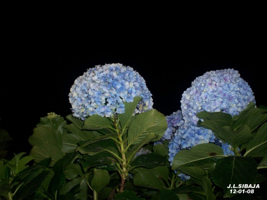 Foto de Palmares, Alajuela, Costa Rica