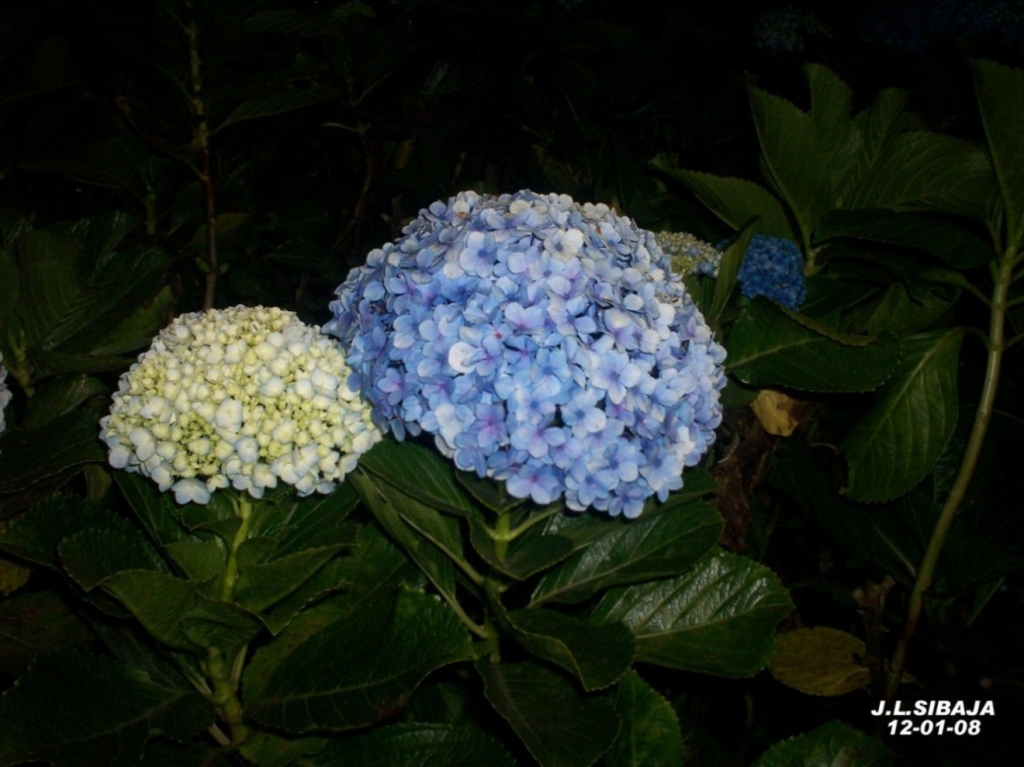 Foto de Palmares, Alajuela, Costa Rica