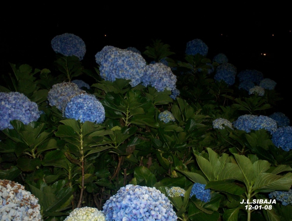 Foto de Palmares, Alajuela, Costa Rica