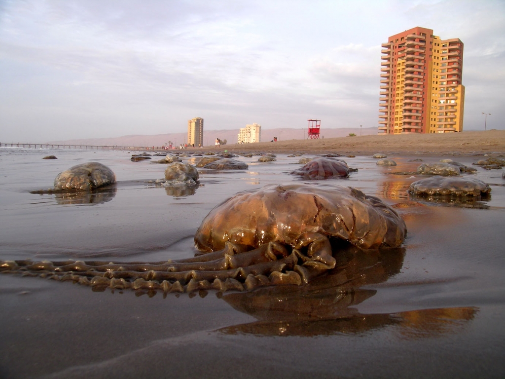 Foto de Arica, Chile