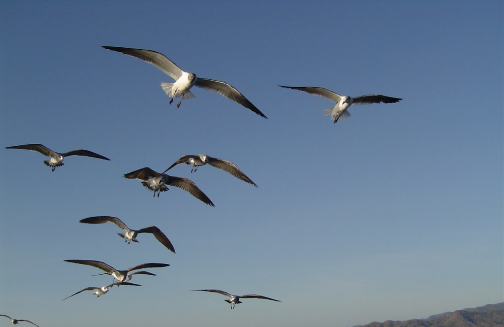 Foto de Golfo de Nicoya, Costa Rica