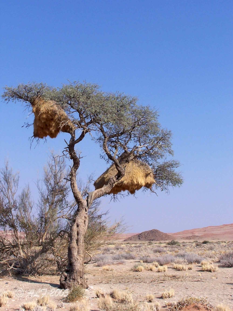Foto de Walvis Bay, Namibia