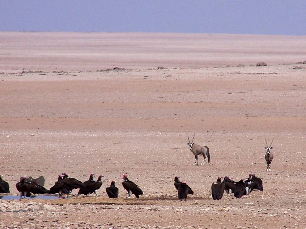 Foto de Walvis Bay, Namibia