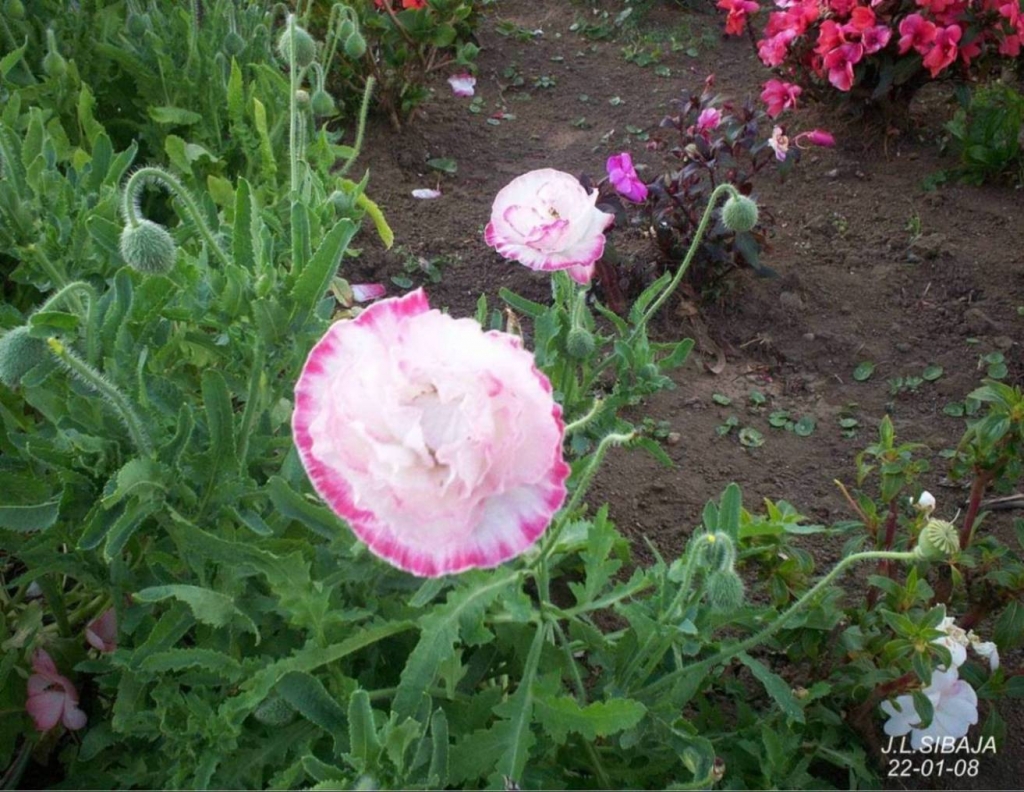 Foto de Zarcero, Alajuela, Costa Rica