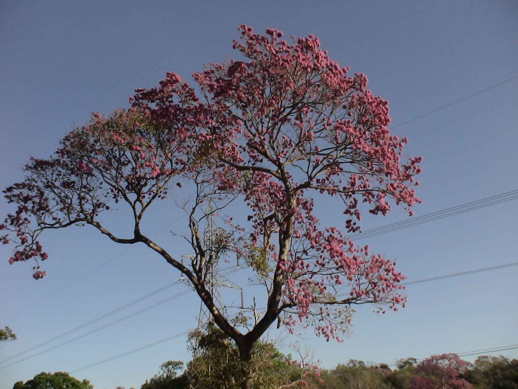 Foto de Puntarenas, Costa Rica