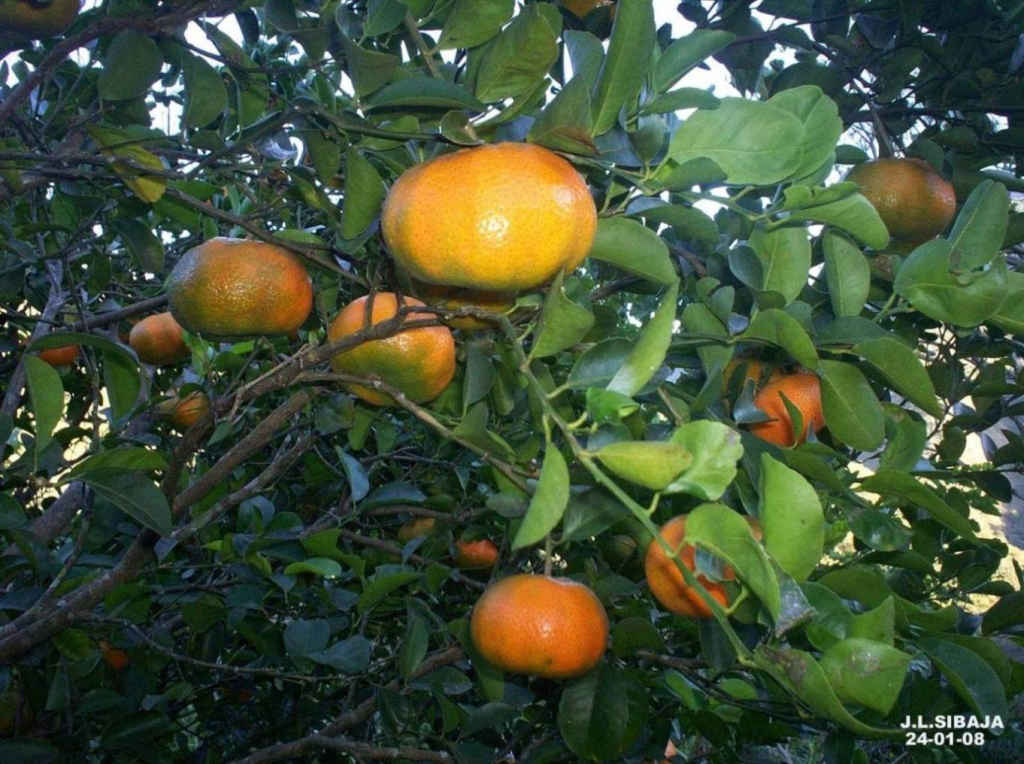 Foto de San Ignacio de Acosta, San José, Costa Rica