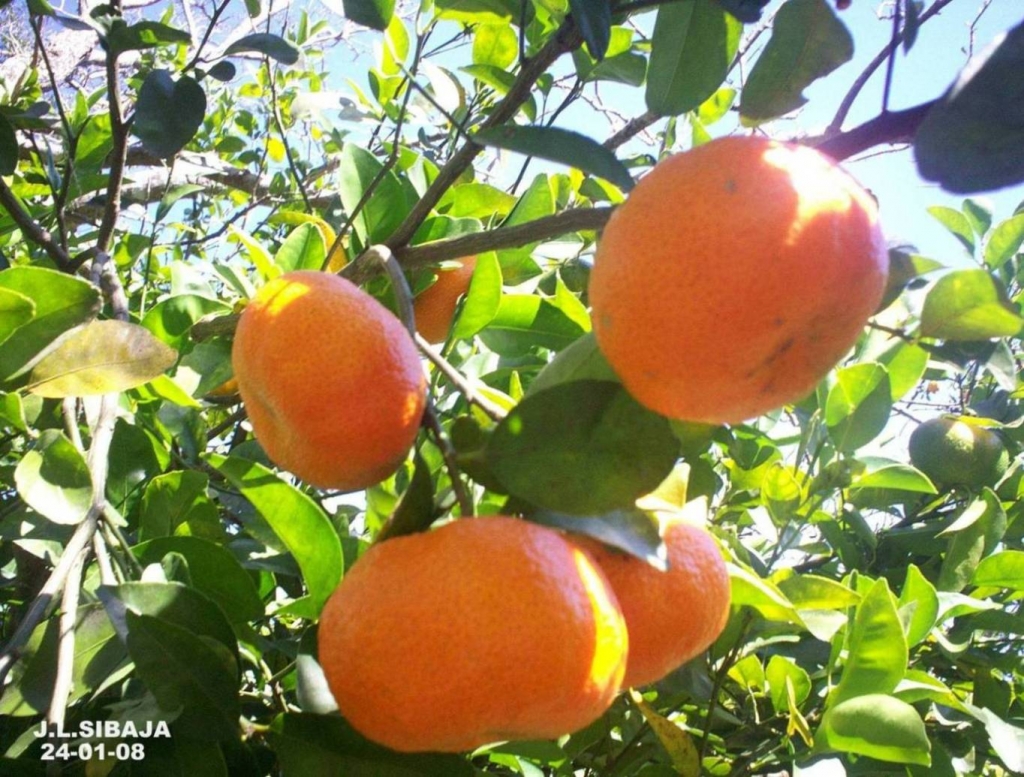 Foto de San Ignacio de Acosta, San José, Costa Rica