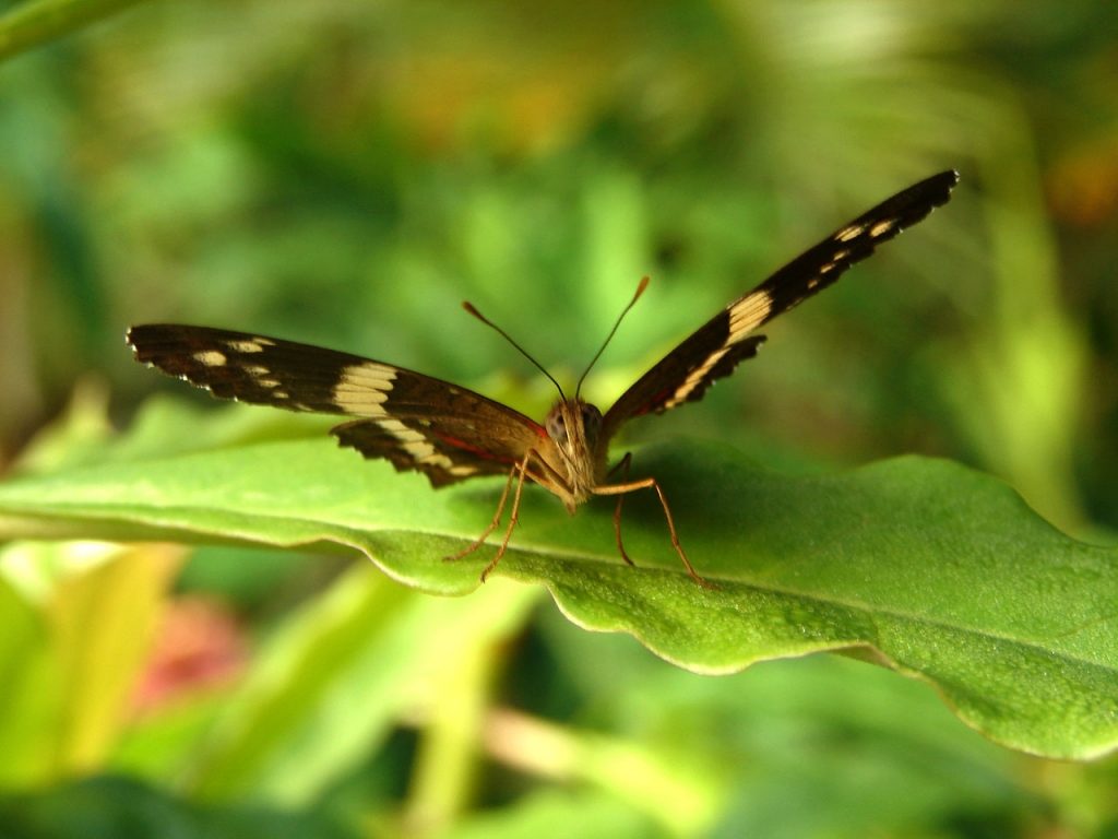 Foto de Miramar, Costa Rica
