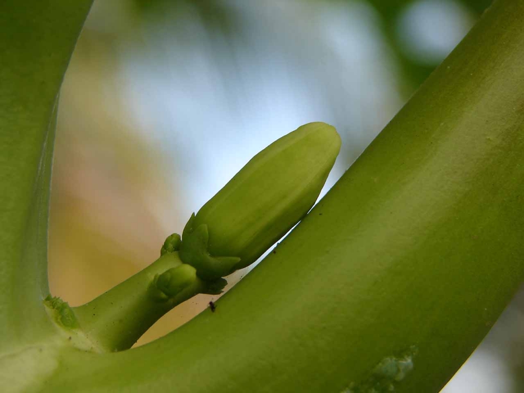 Foto de Miramar, Costa Rica