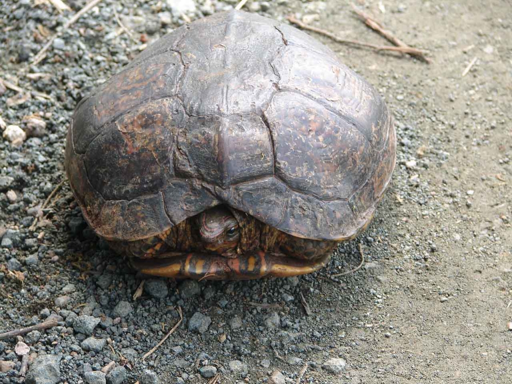 Foto de Colorado de Abangares, Costa Rica