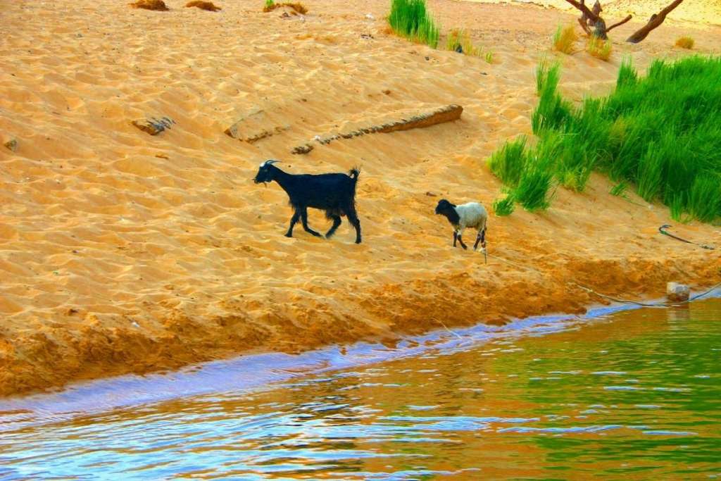 Foto de Aswan, Egipto