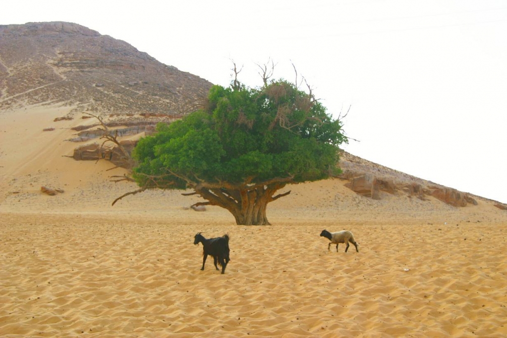 Foto de Aswan, Egipto