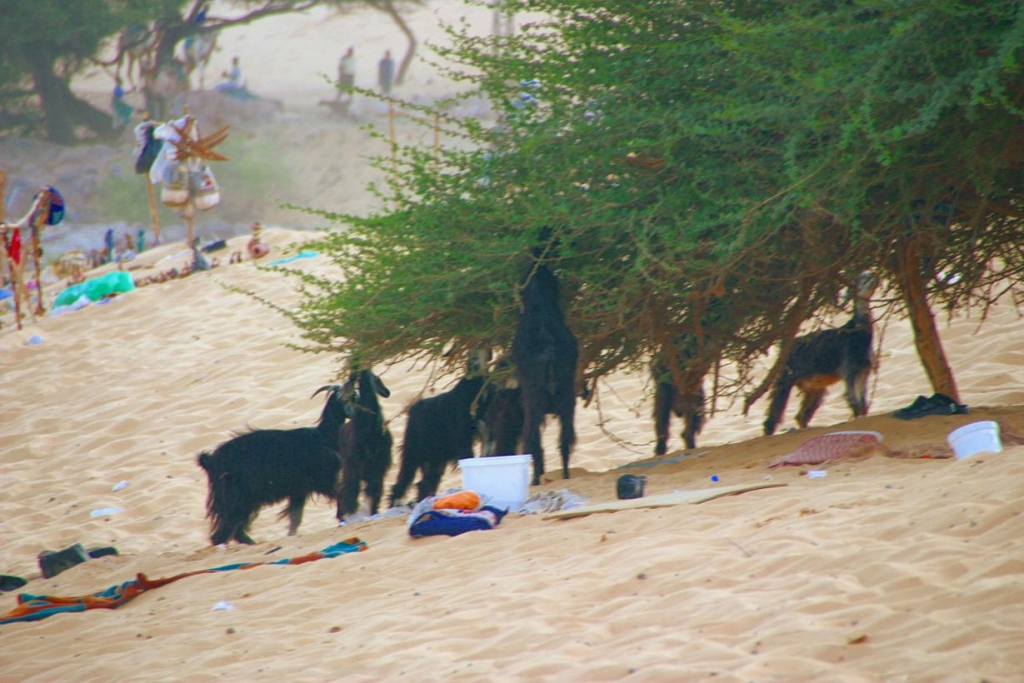 Foto de Aswan, Egipto