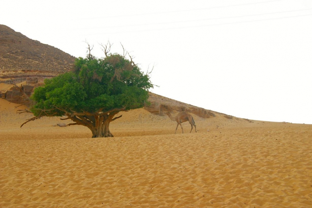 Foto de Aswan, Egipto