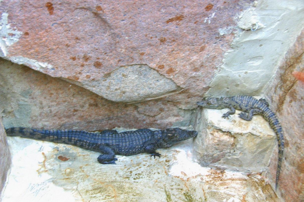 Foto de Aswan, Egipto