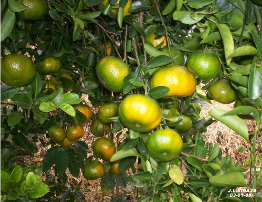 Foto de San Ignacio Acosta, Costa Rica