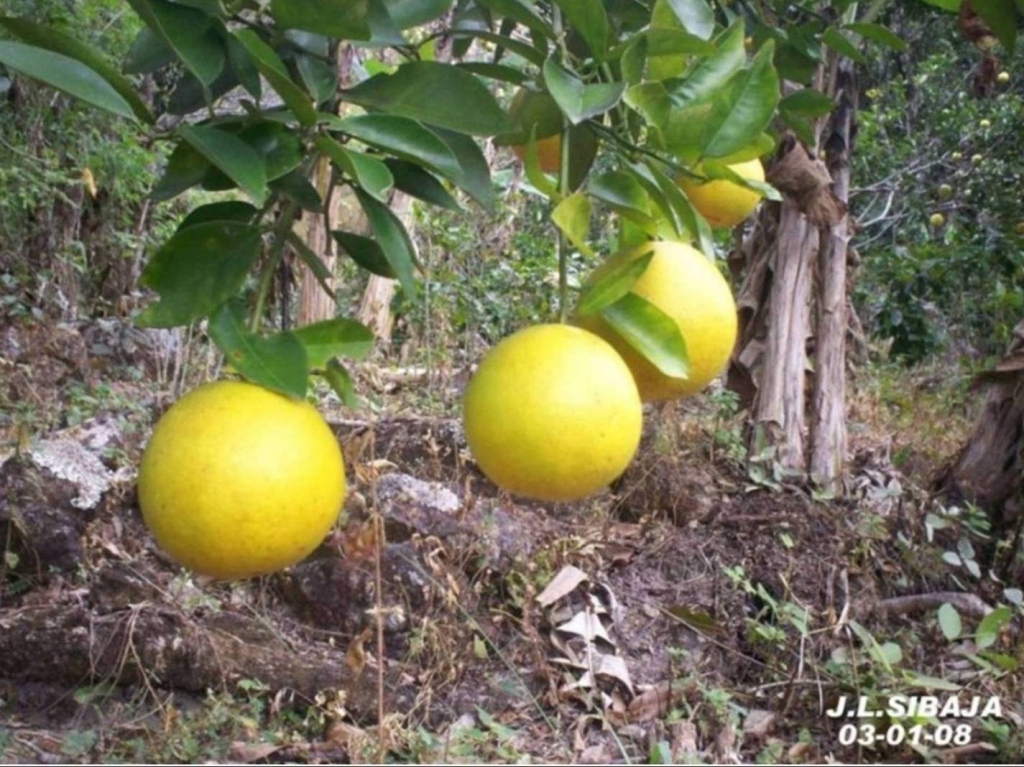 Foto de San Ignacio Acosta, Costa Rica