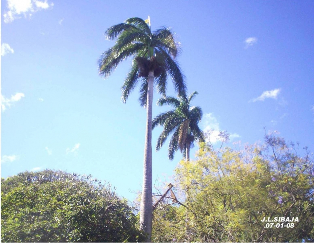 Foto de Alajuela, Costa Rica