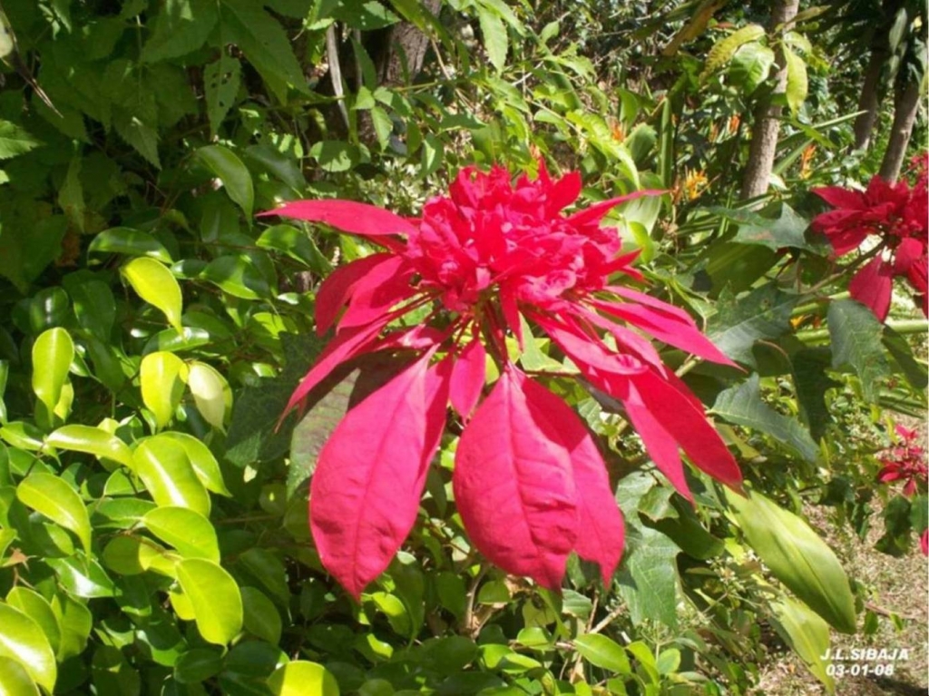 Foto de San Ignacio de Acosta, Costa Rica