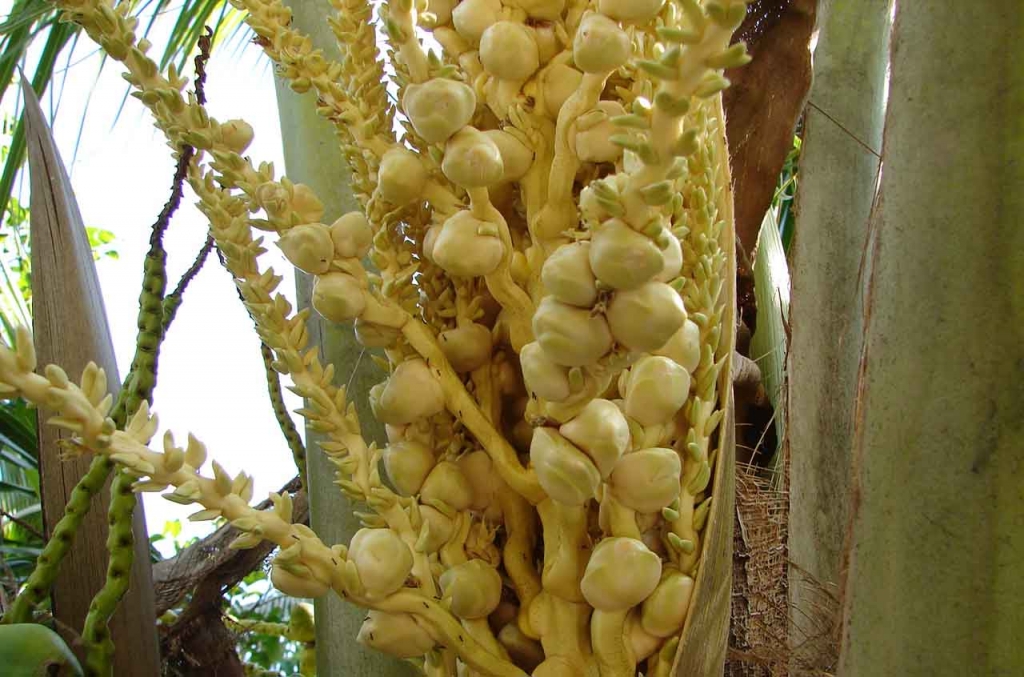 Foto de Puntarenas, Costa Rica