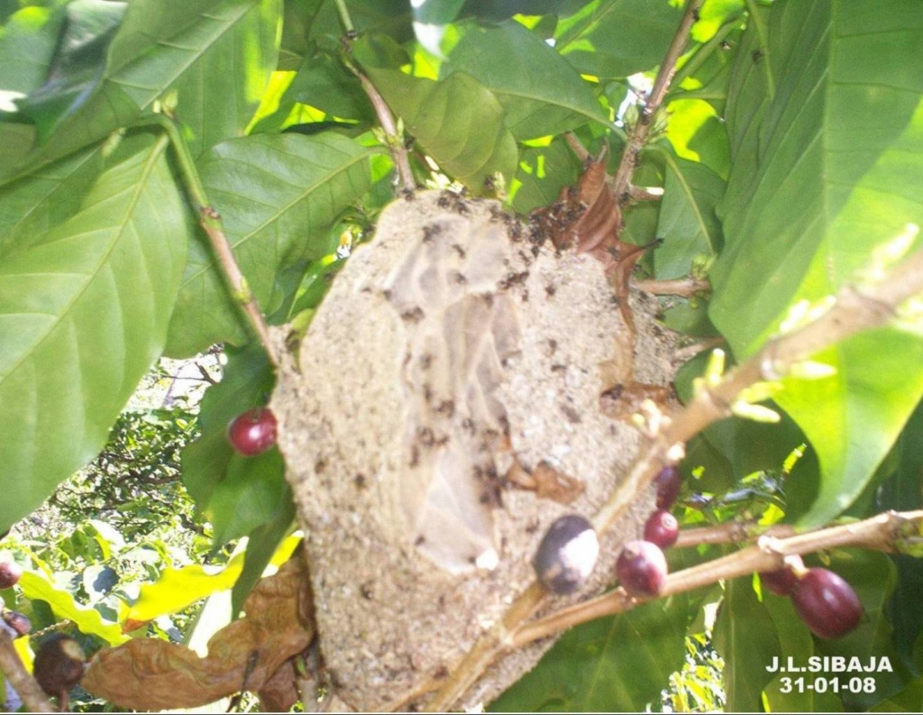 Foto de San Ignacio de Acosta, San José, Costa Rica