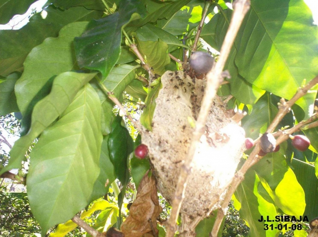 Foto de San Ignacio de Acosta, San José, Costa Rica